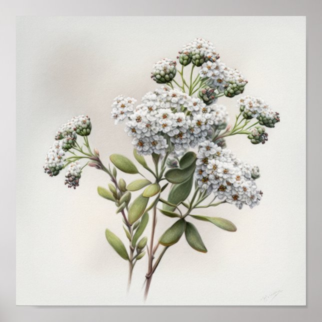 White Alyssum Flower Art Print Poster (Front)