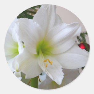 White Amaryllis and Christmas Tree Classic Round Sticker
