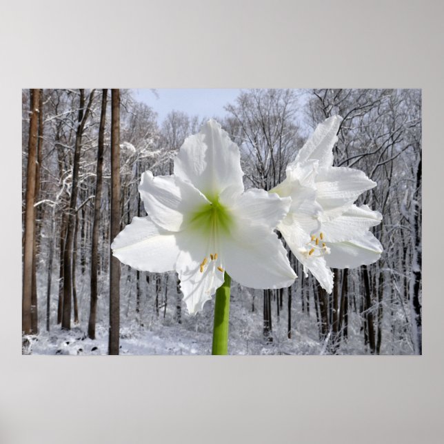 White Amaryllis and Snow I Poster (Front)