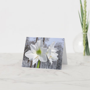 White Amaryllis and Snow II Holiday Card