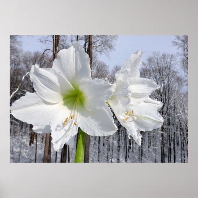 White Amaryllis and Snow II Poster (Front)