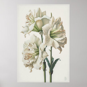 White Amaryllis Flower Art Print Poster