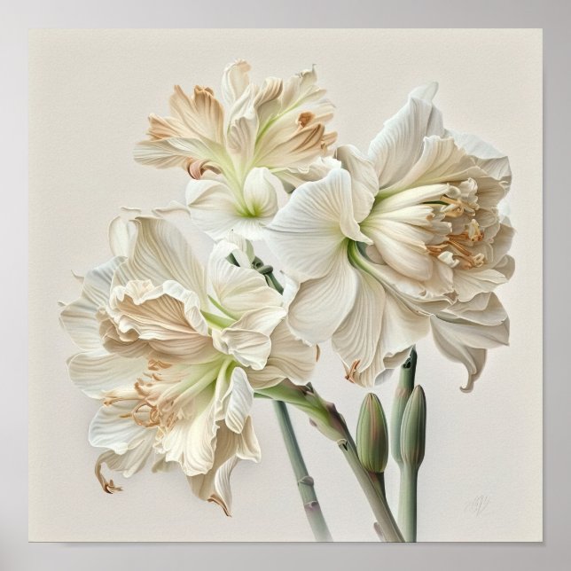 White Amaryllis Flower Art Print Poster (Front)