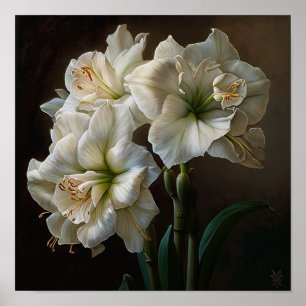 White Amaryllis Flower Art Print Poster