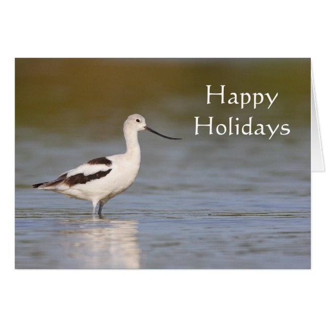 White American Avocet (Front Horizontal)