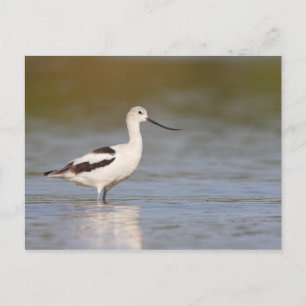 White American Avocet Postcard