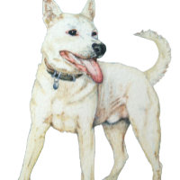 White American bulldog panting dog