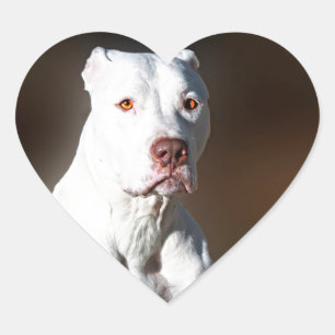 White American Pitbull Terrier Rescue Dog Heart Sticker