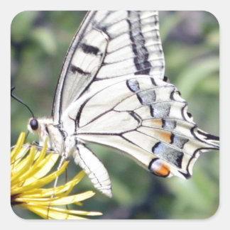 White and Black Butterfly on Yellow Flower Square Sticker