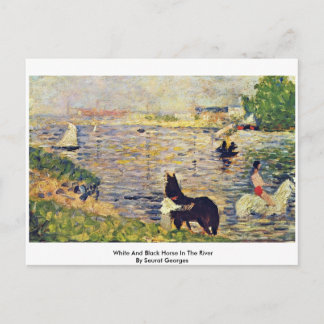 White And Black Horse In The River Postcard
