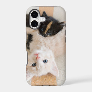 White And Black Kittens