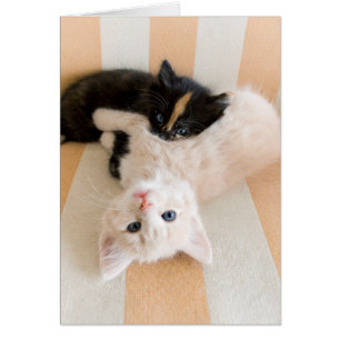 White And Black Kittens