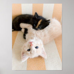 White And Black Kittens Poster