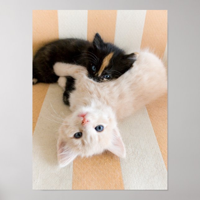 White And Black Kittens Poster (Front)