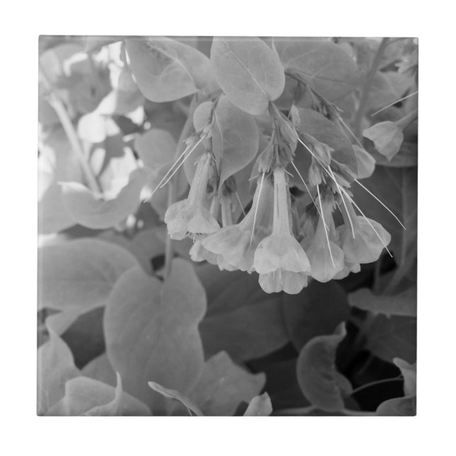 White and black photo of Virginia Blue bells Tile (Front)