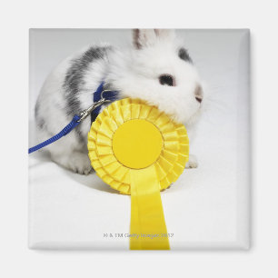 White and black rabbit on blue leash with yellow magnet