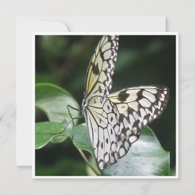 White and Black Winged Butterfly Invitation (Front)