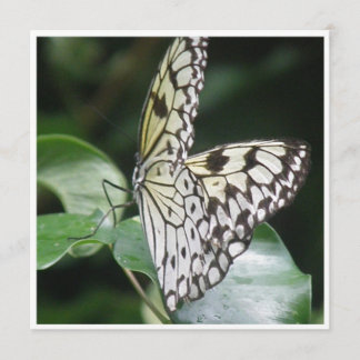 White and Black Winged Butterfly Invitation