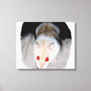 White and blonde albino hamster picture canvas print