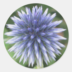 White and Blue Globe Thistle Sticker
