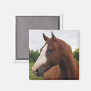 White and Brown Horse Magnet