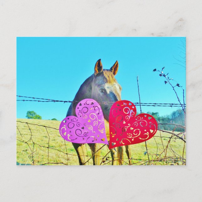 White and Brown horse Valentine Hearts Holiday Postcard (Front)