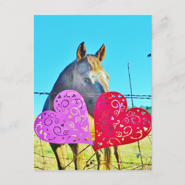 White and Brown horse Valentine Hearts Holiday Postcard (Front)