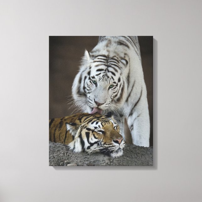 White And Brown Tigers Resting Canvas Print (Front)