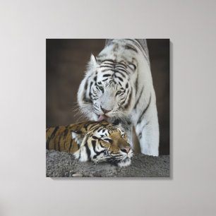 White And Brown Tigers Resting Canvas Print