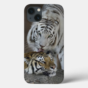 White And Brown Tigers Resting iPhone 13 Case