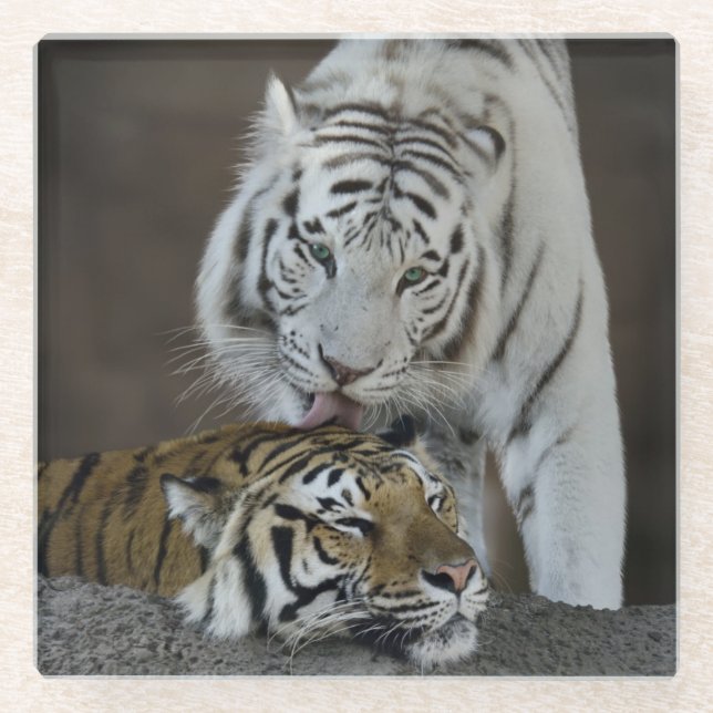 White And Brown Tigers Resting Glass Coaster (Front)