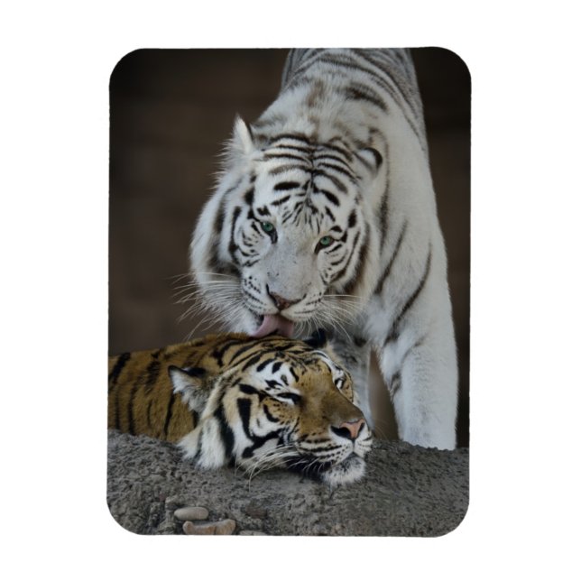 White And Brown Tigers Resting Magnet (Vertical)