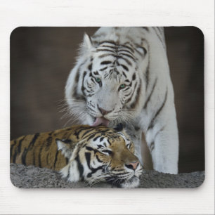 White And Brown Tigers Resting Mouse Mat