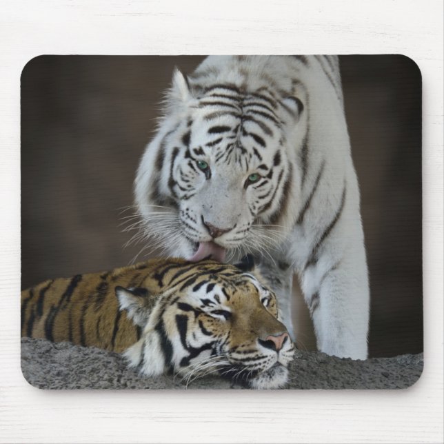 White And Brown Tigers Resting Mouse Mat (Front)