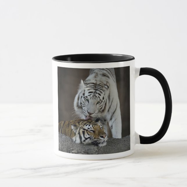 White And Brown Tigers Resting Mug (Right)