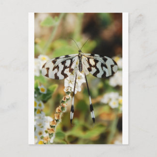 White and Chocolate Brown Fantail Butterfly Postcard