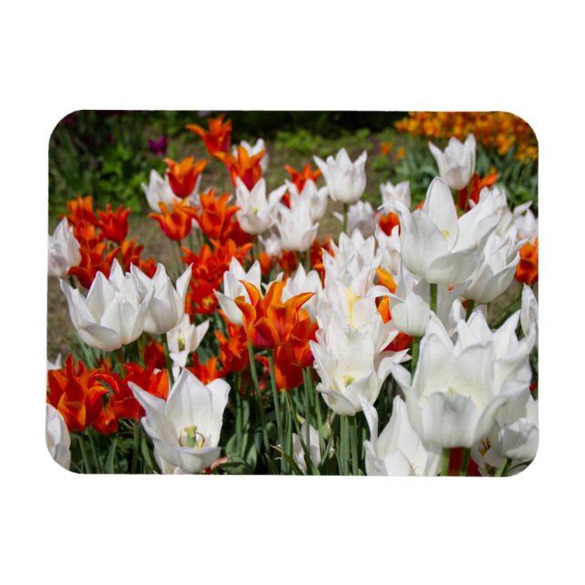 White and ginger tulips in the garden magnet (Horizontal)