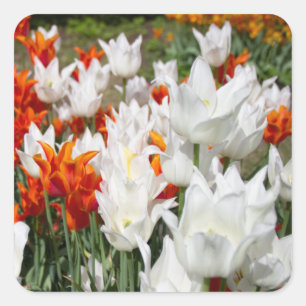 White and ginger tulips in the garden square sticker