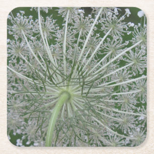 White and Green Queen Anne's Lace Flower Square Paper Coaster