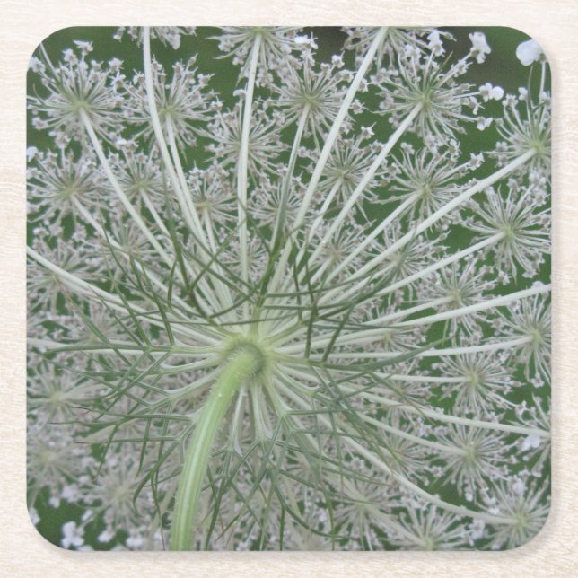 White and Green Queen Anne's Lace Flower Square Paper Coaster (Front)