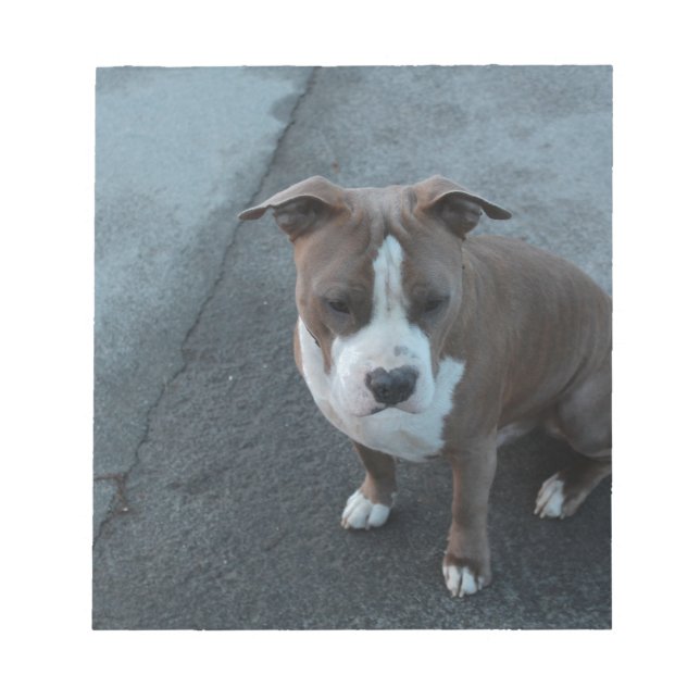 White and Grey Pitbull on concrete Notepad (Front)