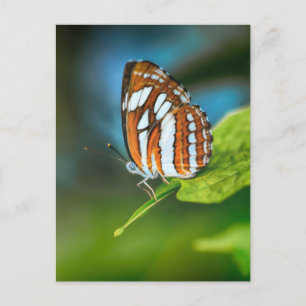 White and Orange Butterfly Postcard