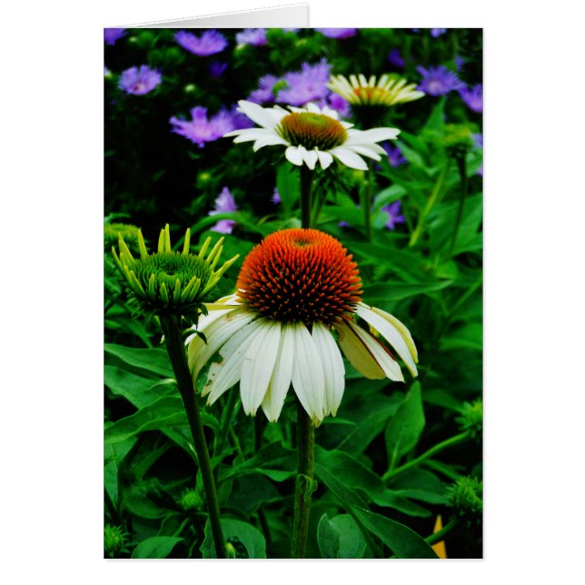 White and Orange ConeFlowers (Front)