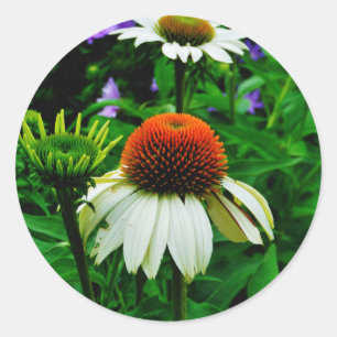 White and Orange ConeFlowers Classic Round Sticker