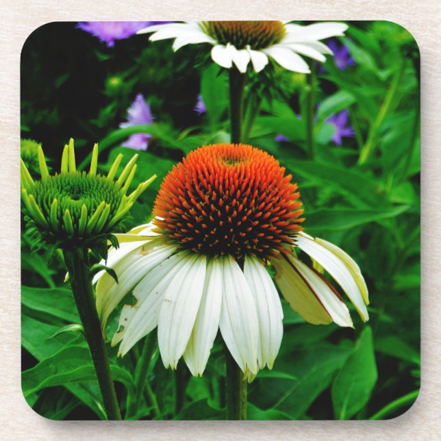 White and Orange ConeFlowers Coaster (Front)