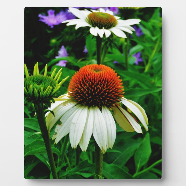 White and Orange ConeFlowers Plaque (Front)