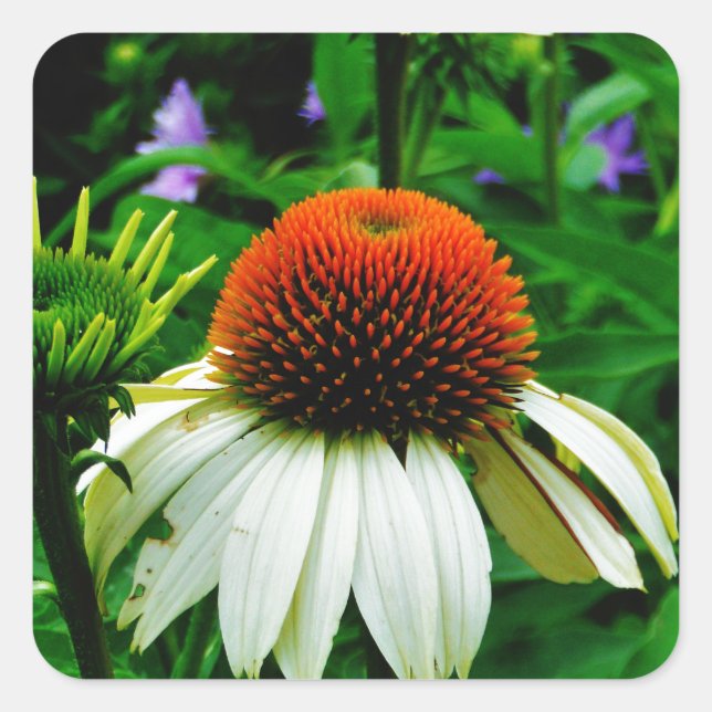 White and Orange ConeFlowers Square Sticker (Front)