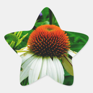 White and Orange ConeFlowers Star Sticker