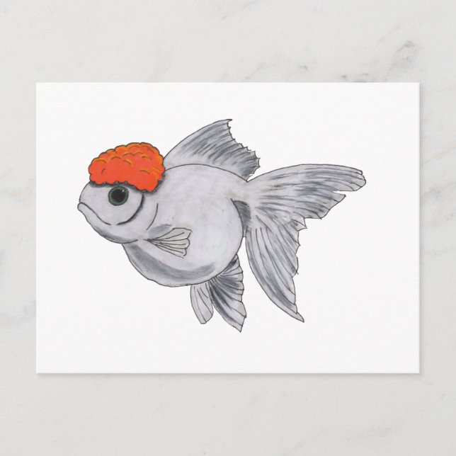 White and Orange Oranda Goldfish Aquarium Pet Fish Postcard (Front)