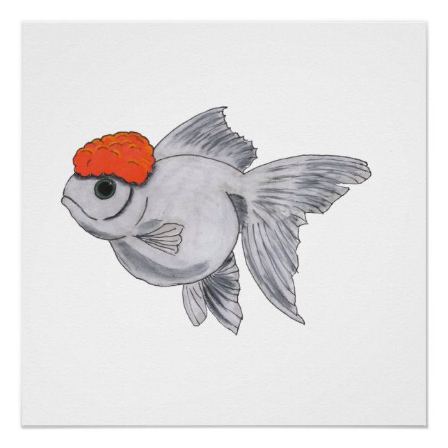 White and Orange Oranda Goldfish Aquarium Pet Fish Poster (Front)